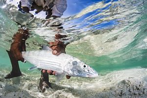 Sustainable Fisheries in The Bahamas | The Nature Conservancy