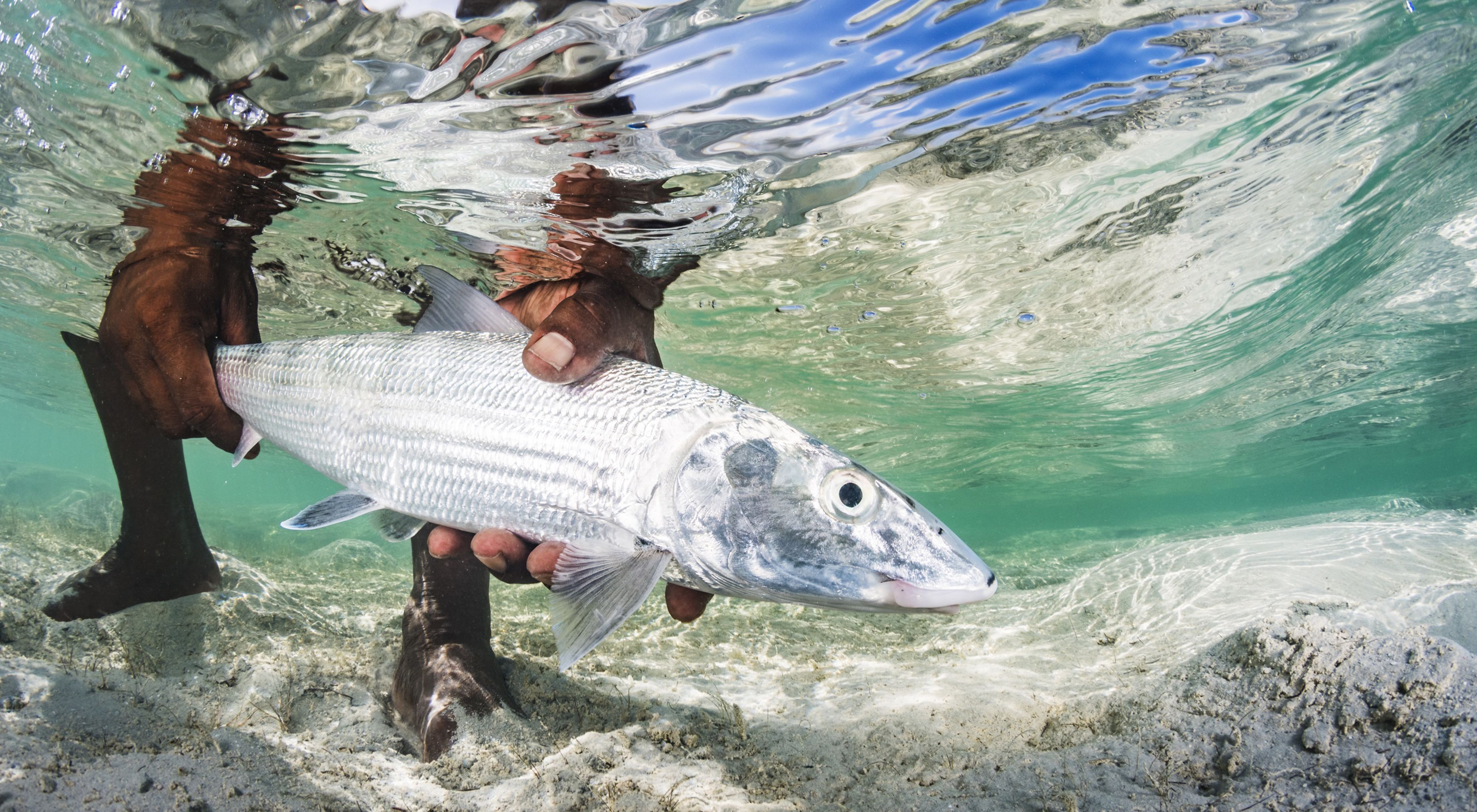 Bahamian man holding a silver fish under the water.
