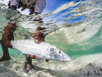 Underwater view of hands holding a long silver fish.