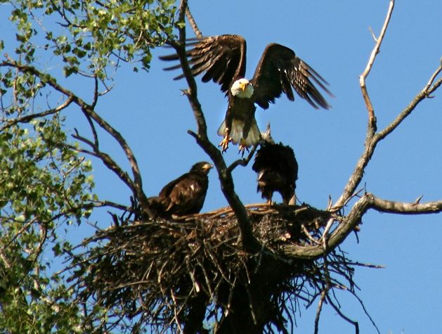 An eagles mid flight coming down onto a nest.