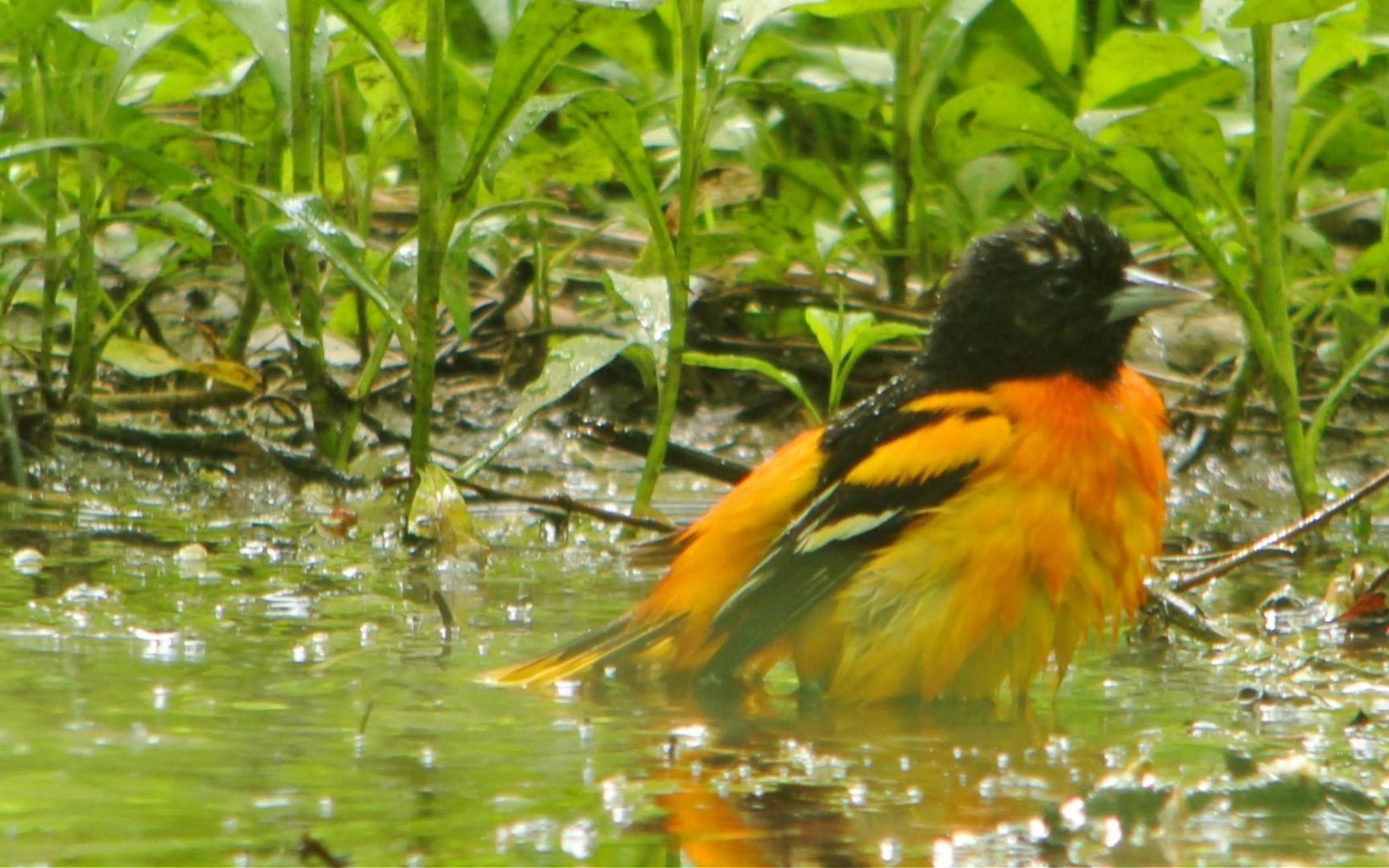 An orange and black bird sits in a puddle. 