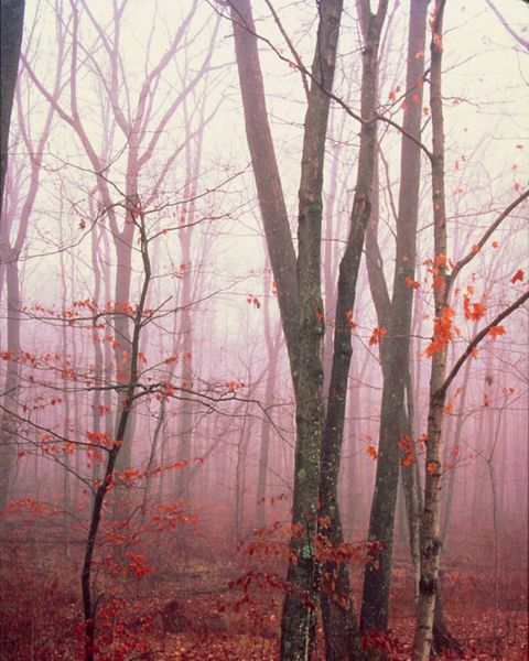 Tree silhouettes in fog at Baraboo Bluffs in Wisconsin.