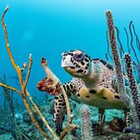 A hawksbill sea turtle on a coral reef in Barbados.