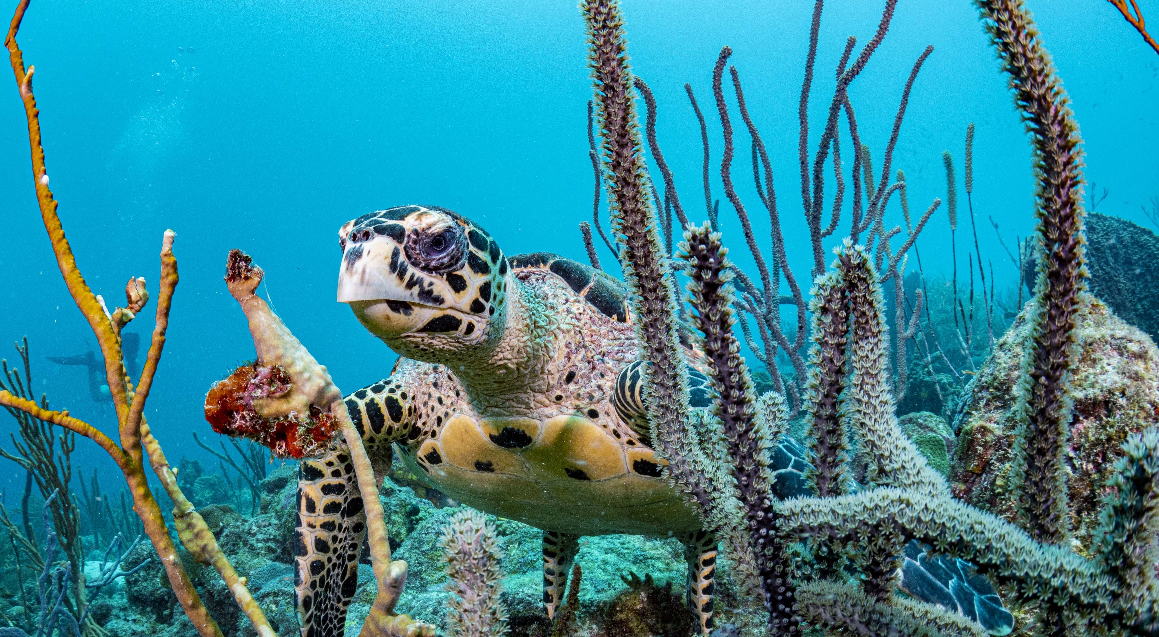 A hawksbill sea turtle on a coral reef in Barbados.