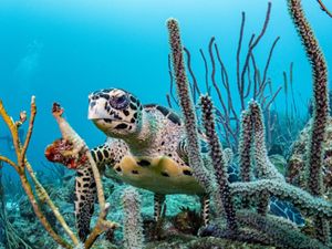 A hawksbill sea turtle looks out from corals, surrounded by blue ocean.