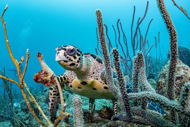Fotografía submarina de una tortuga carey nadando a través de coloridos corales frente a la costa de Barbados.