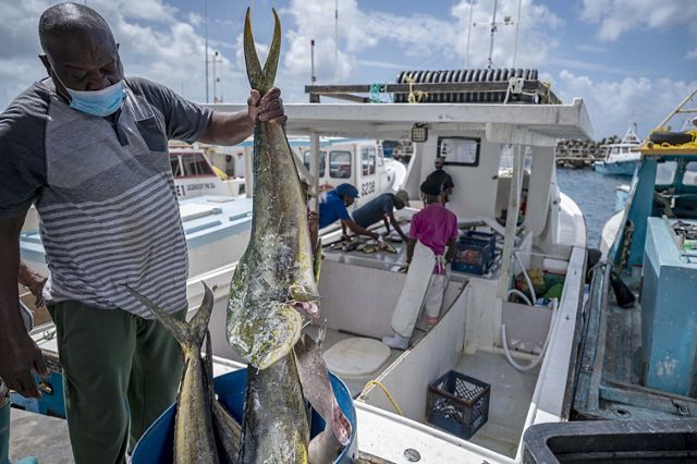 Photo of a man offloading mahi mahi from a boat in Barbados.