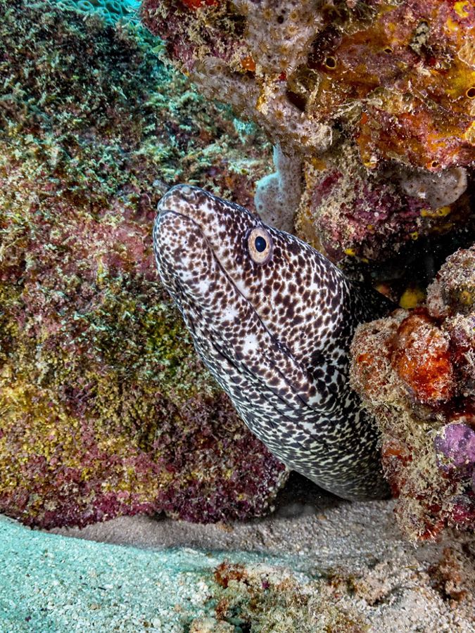 Fotografía submarina de una morena entre los corales.