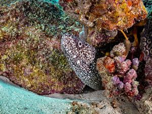 A spotted moray eel hides in a coral reef in Barbados.