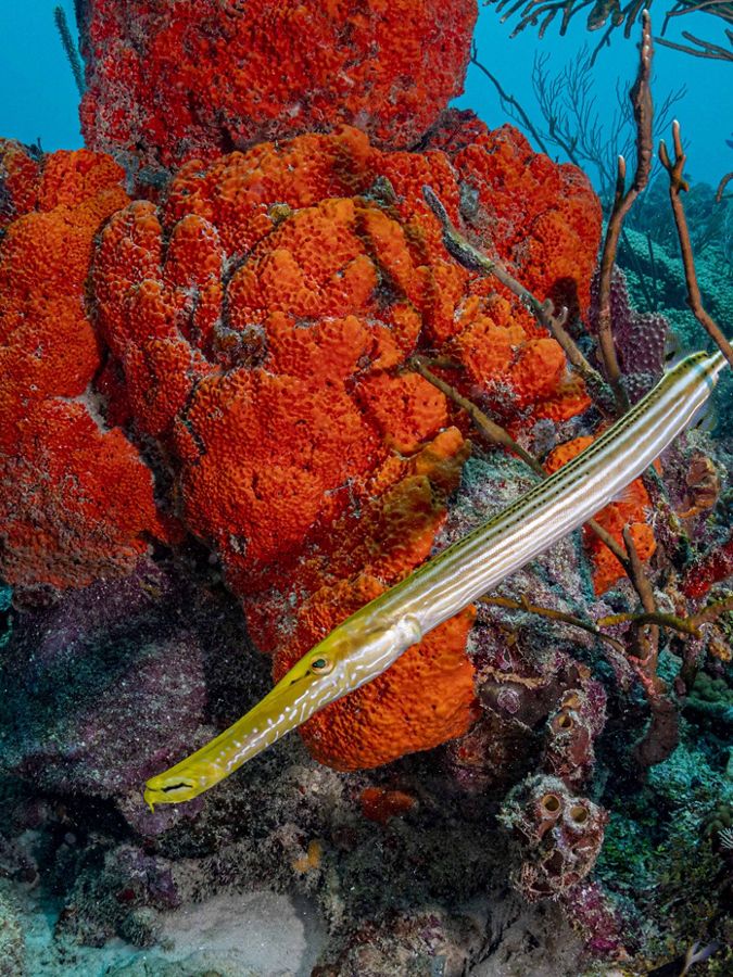 Foto submarina de un pez trompeta largo nadando entre