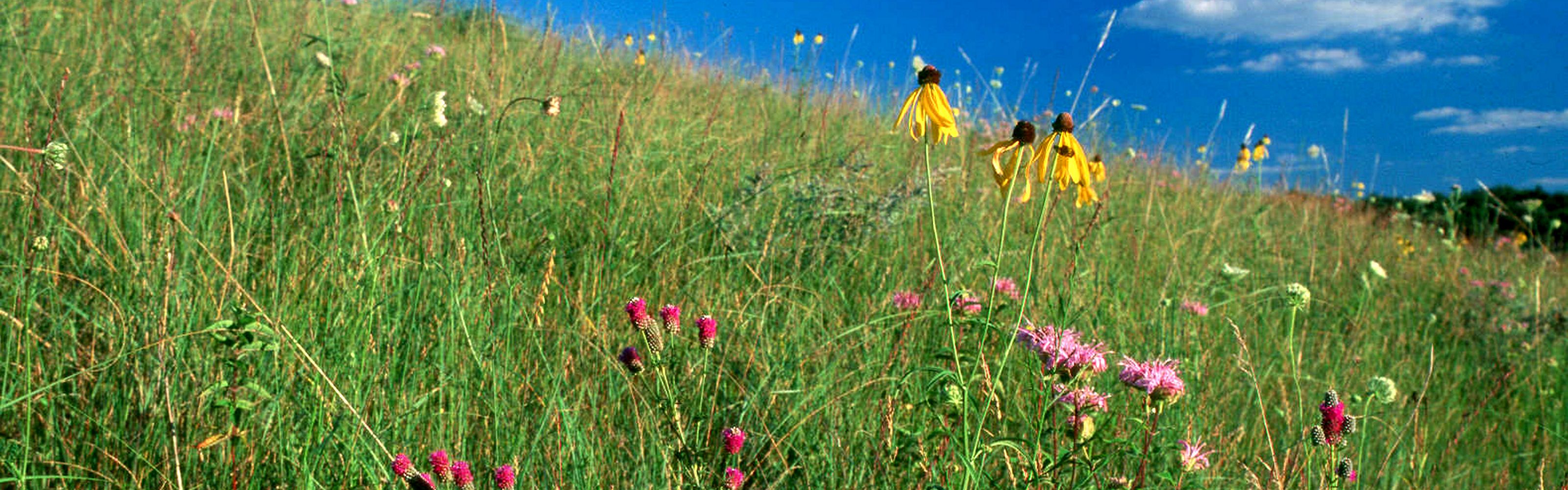Close-up of wildflowers in a grassy meadow on a hillside.