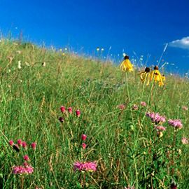 Colorful wildflowers on a grassy hill. 