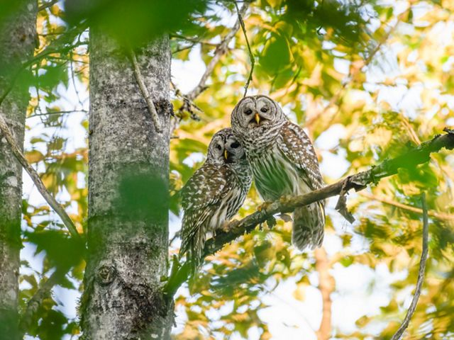 Two barred owls are perched together in a tree.