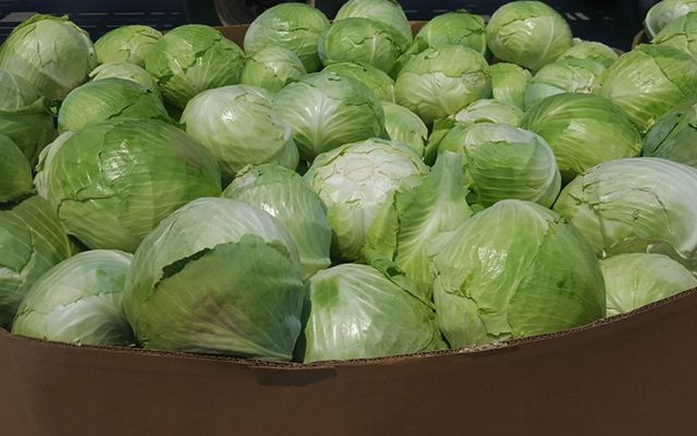 A large container of green cabbage from the Florida farm of Rober and Chuck Sam.