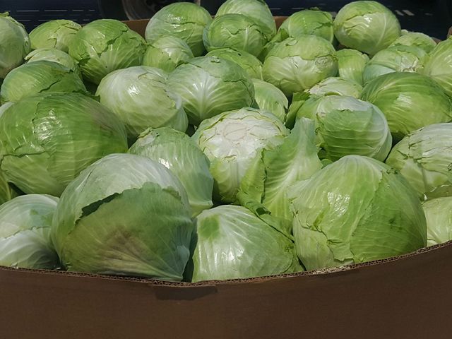 A large container of green cabbage from the Florida farm of Rober and Chuck Sam.