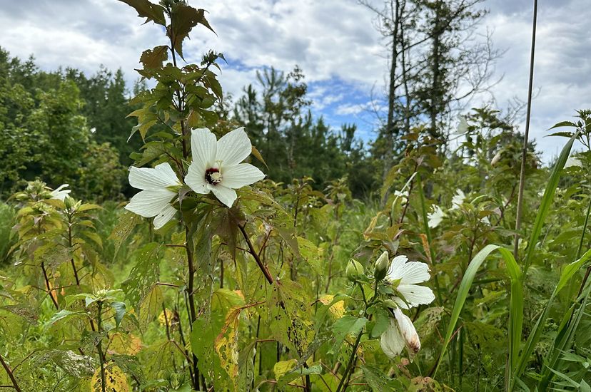 Large five-petaled white flowers grow at the end of tall stalks that rise above the surrounding vegetation.