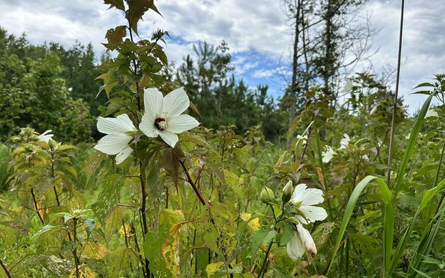 Large five-petaled white flowers grow at the end of tall stalks that rise above the surrounding vegetation.