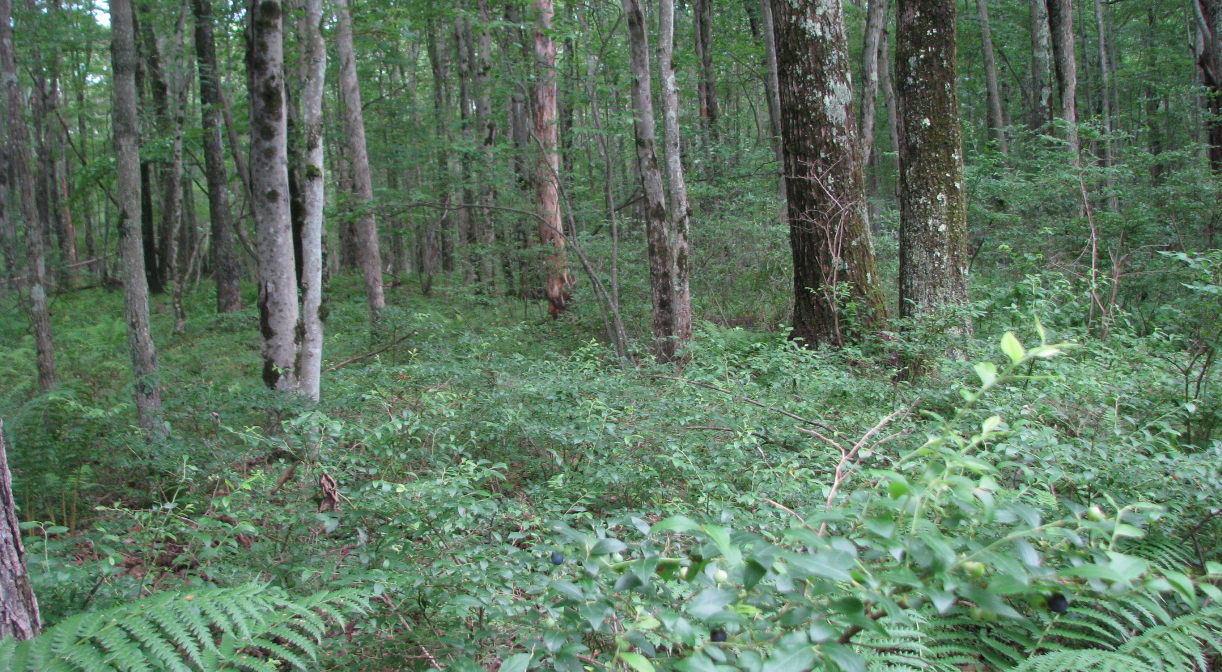 A view into a dense green forest.