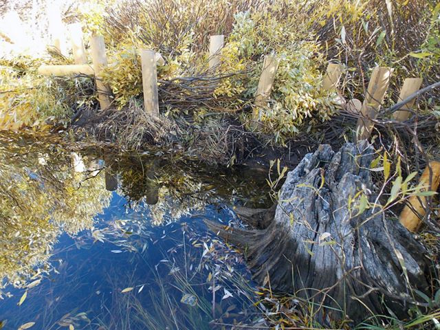 A constructed beaver dam in a body of water.
