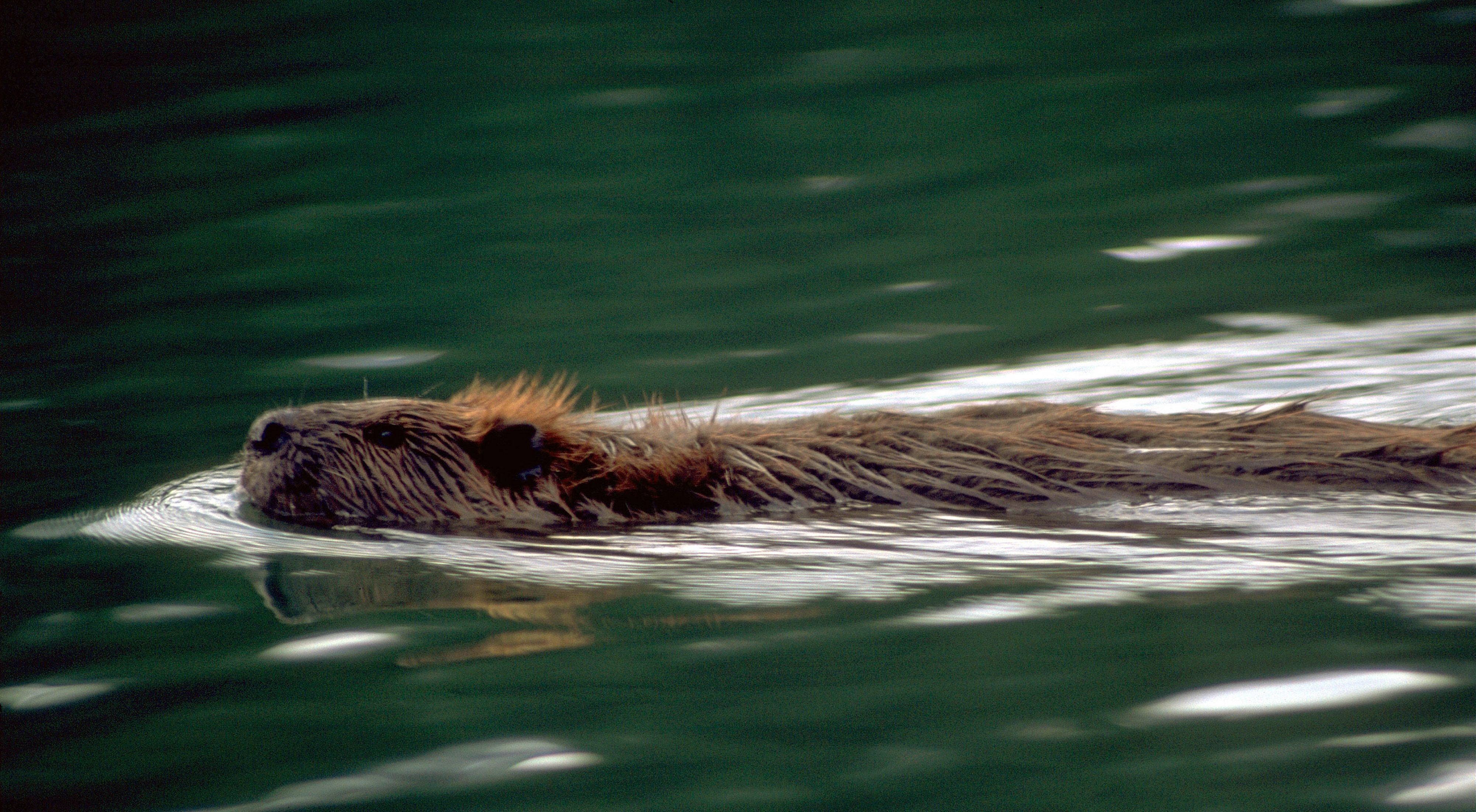 In winter, beavers live on food they’ve cached near their lodges.