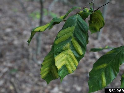 Beech leaf disease, showing banding across the leaf.
