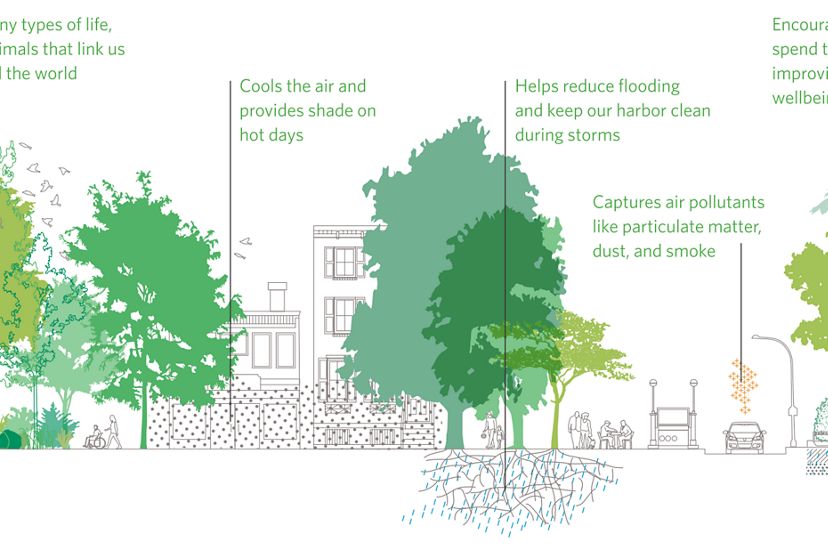 A infographic outlining the benefits of tree canopy. 