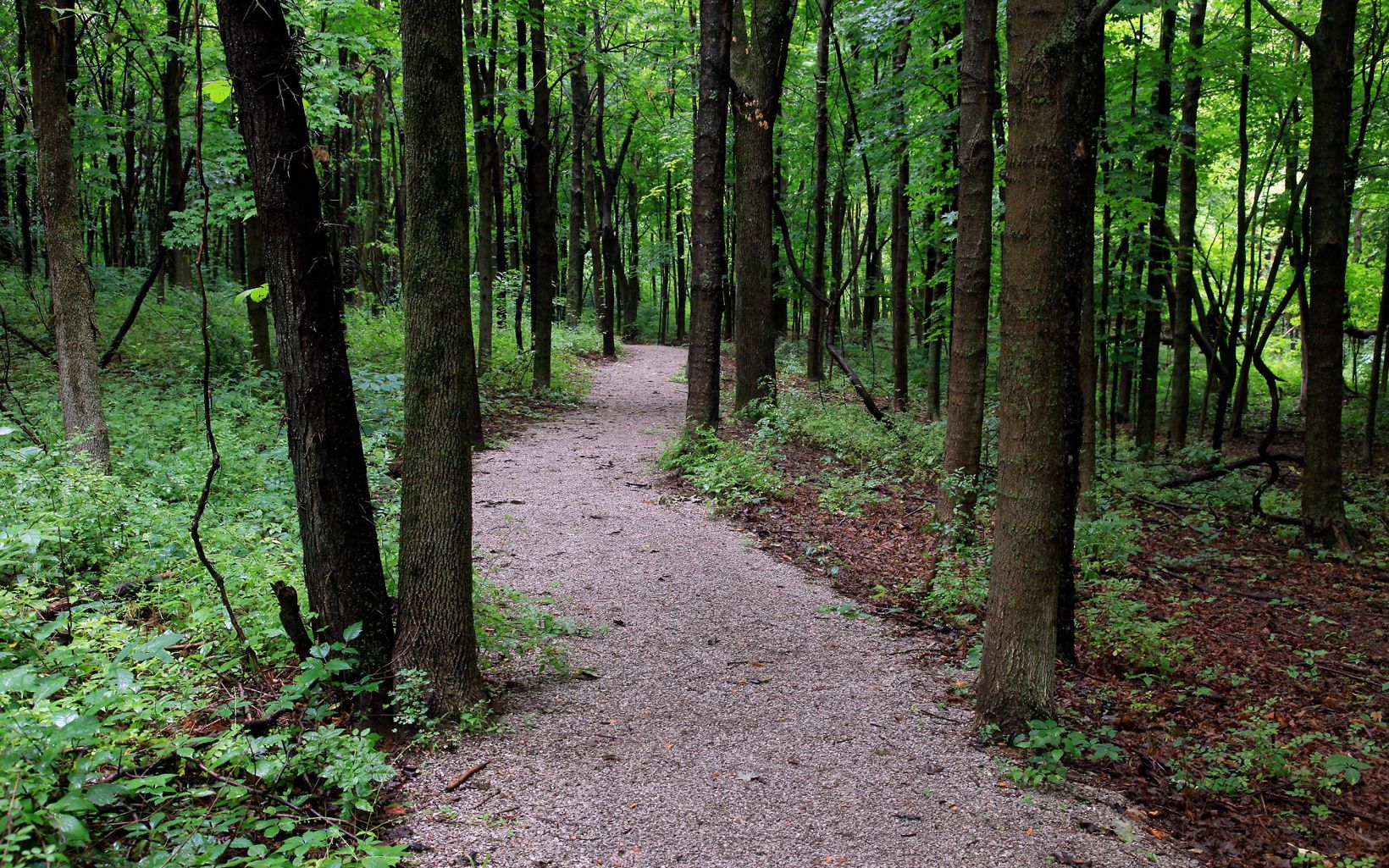 A clear, tree-lined dirt trail winds through a forest of tall trees.