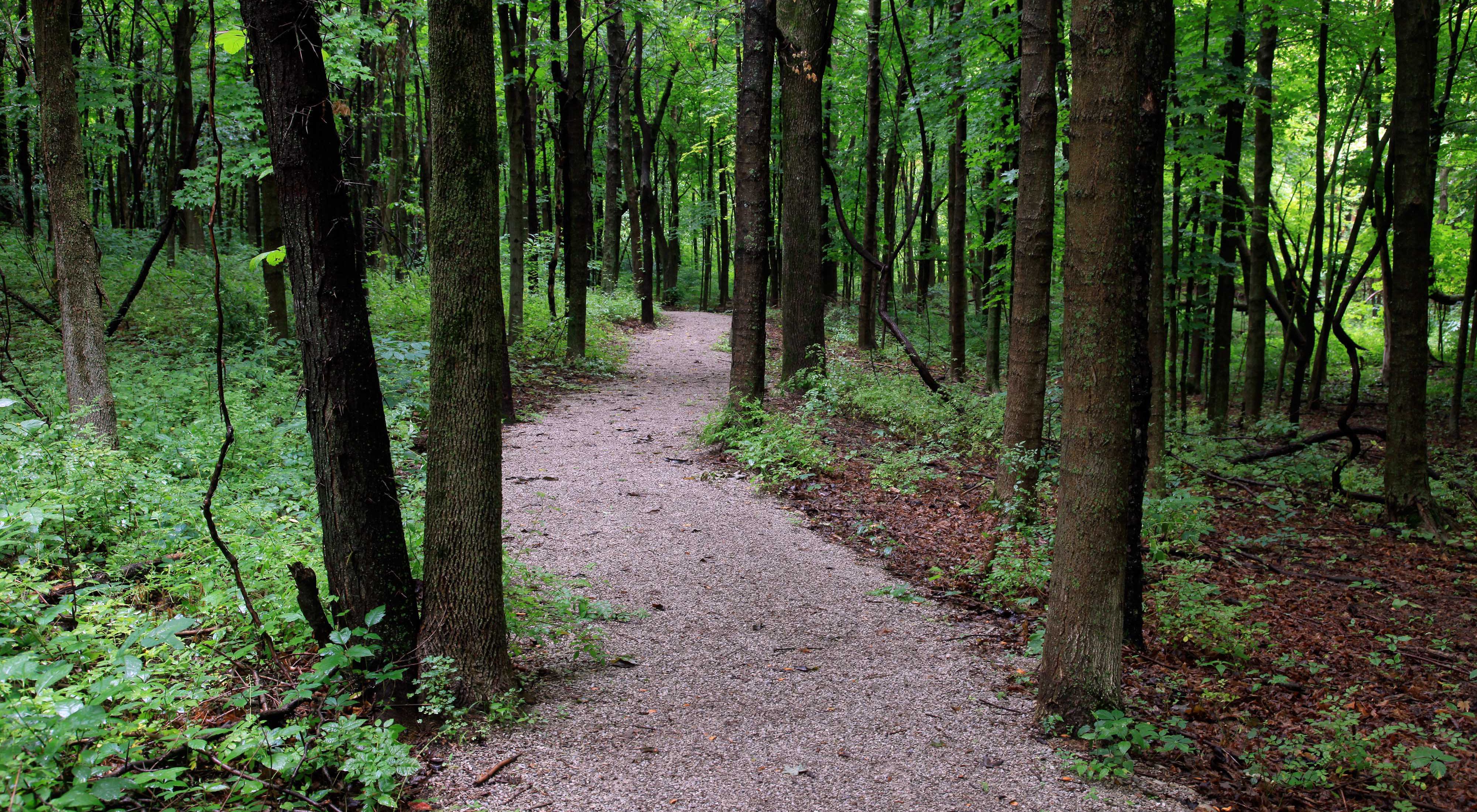 Gravel trail winds through lush green forest.