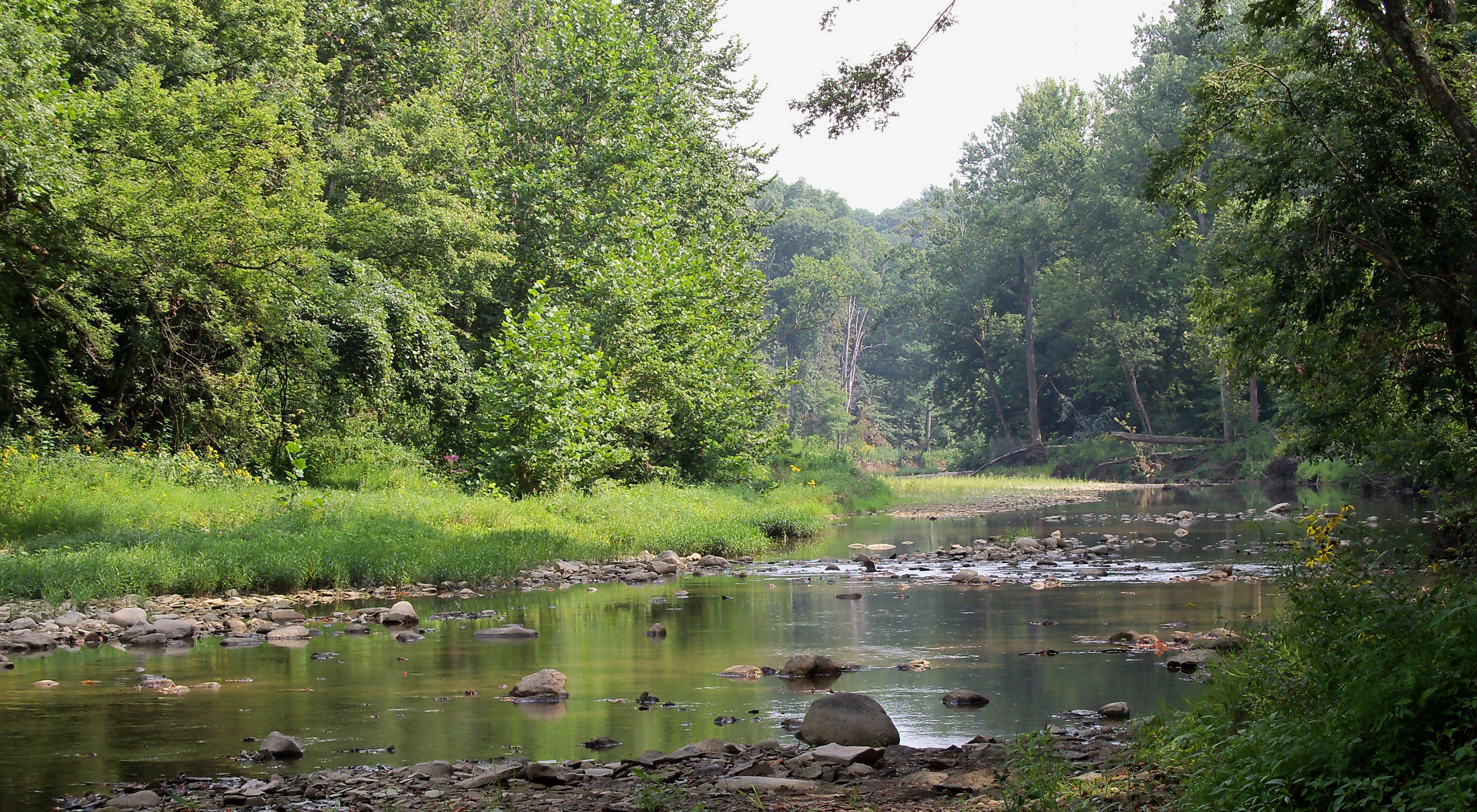 A wide, low stream with exposed rocks is flanked by dense forests at Big Walnut Preserve.
