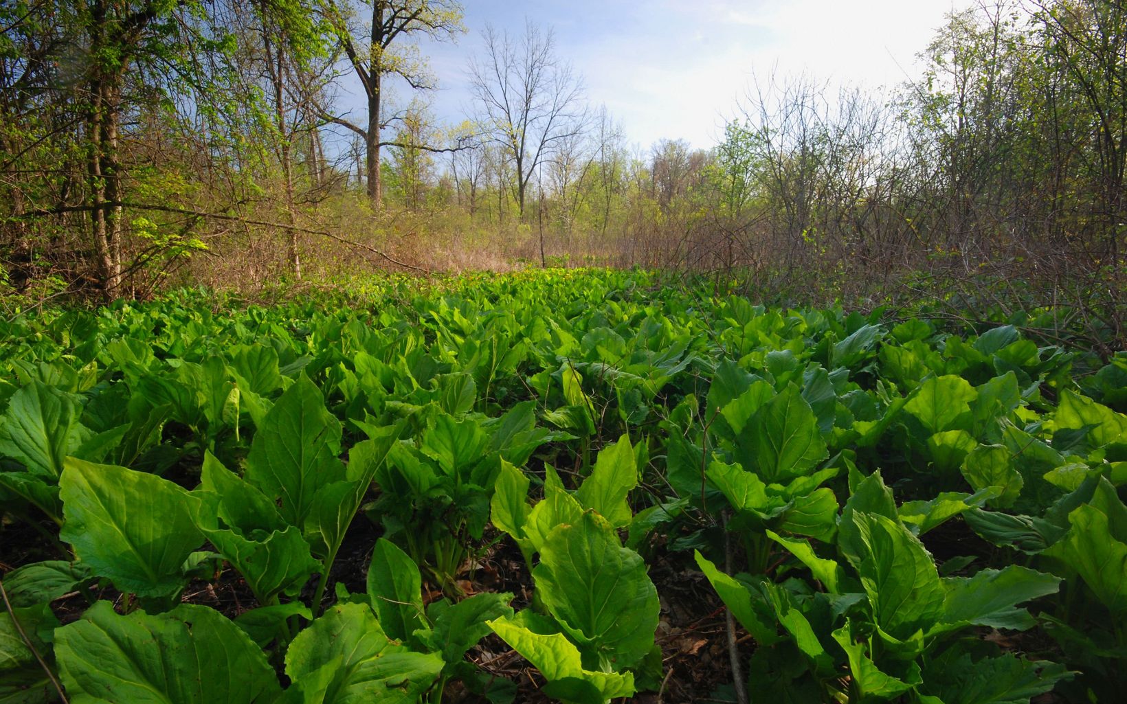 Native Plants Healthy wetlands support plant species such as marsh marigold, skunk cabbage, trillium, jack-in-the-pulpit and cottonwood.  © Randall Schieber