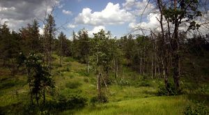 View of trees in a savanna landscape.