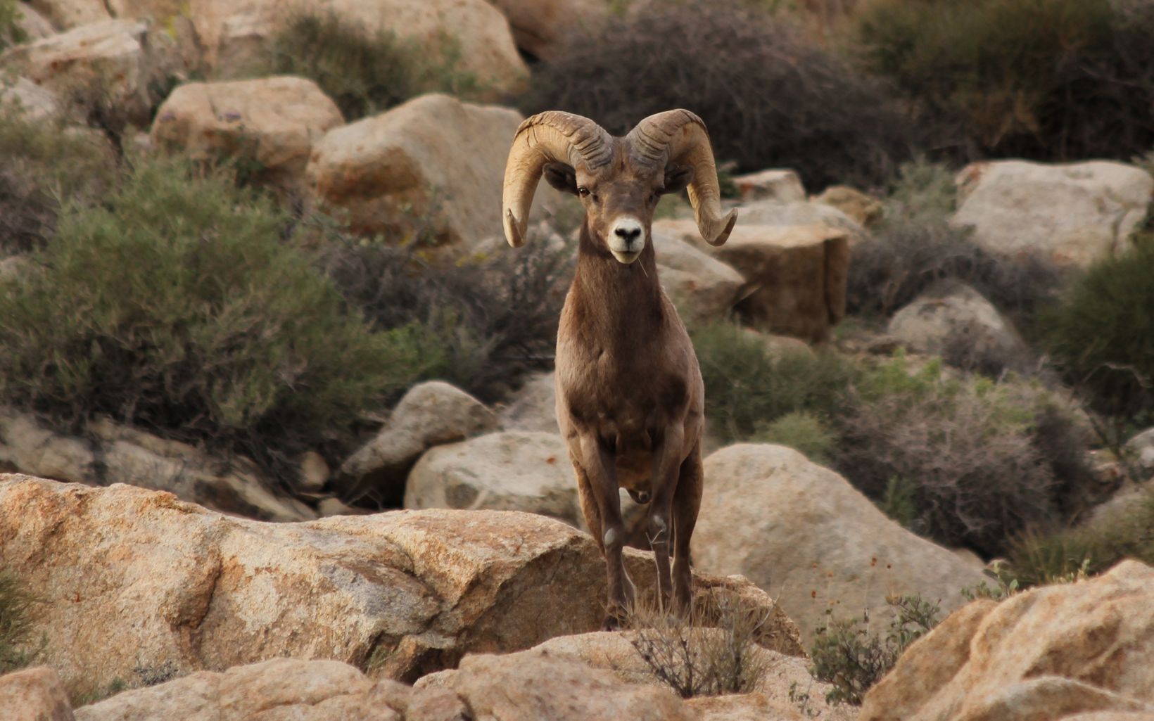 Close up of desert bighorn sheep standing on rocks and looking at the camera.