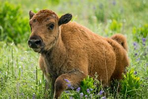 BIson calf walking through lush green grass.