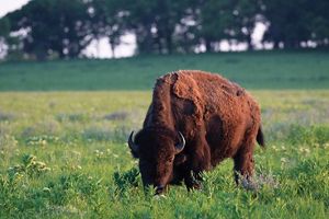 Adult male bison grazing alone in the grass.