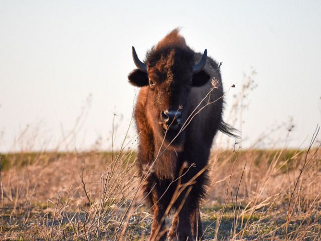 A bison standing in a field.