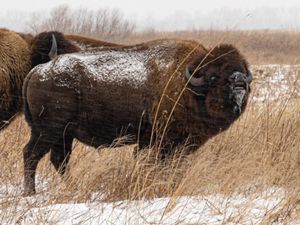 Bison standing on the frosty prairie at Kankakee Sands