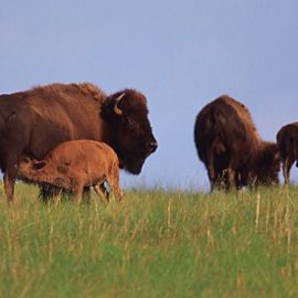 Bison calf nursing.