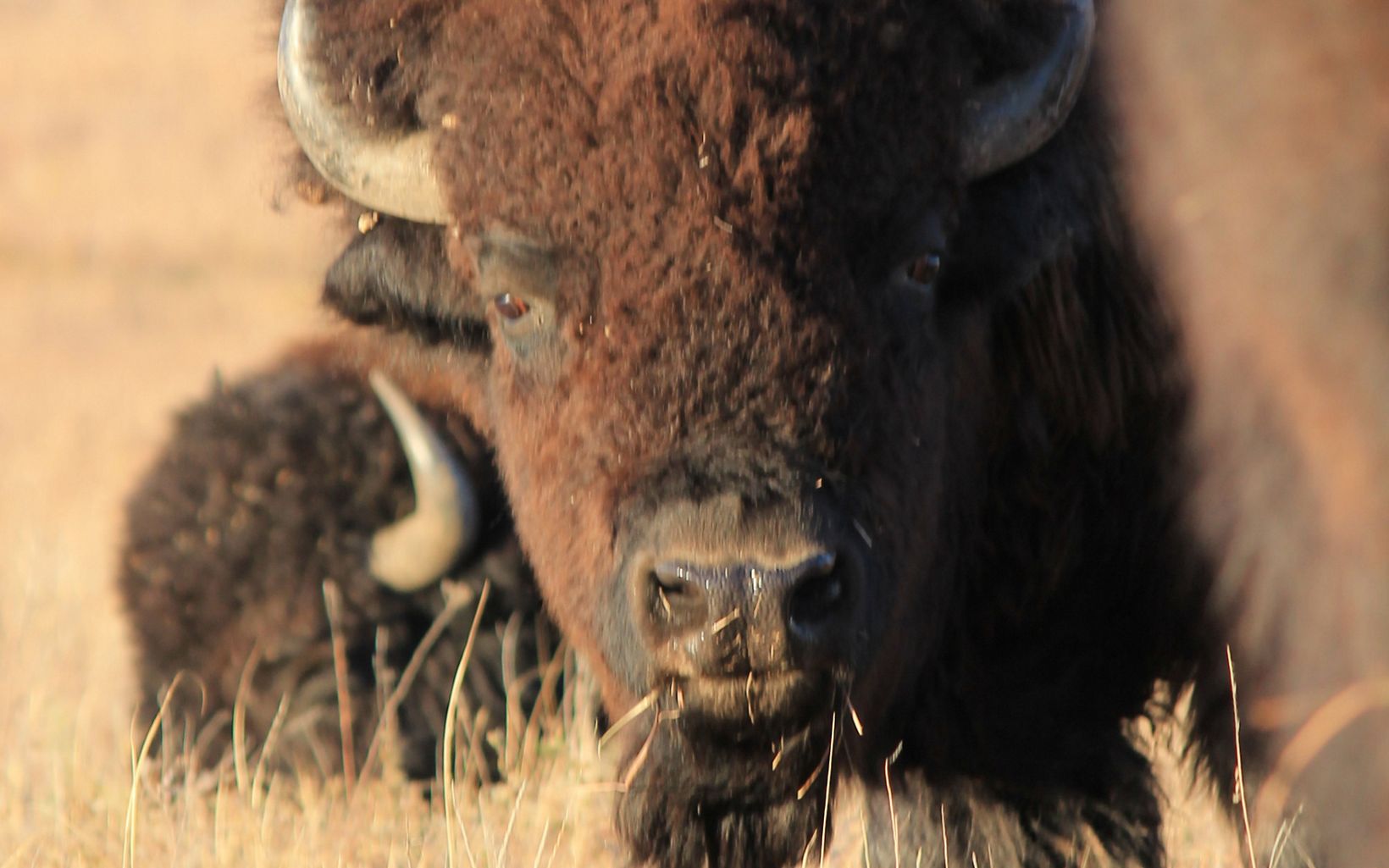 Close up of bison face.