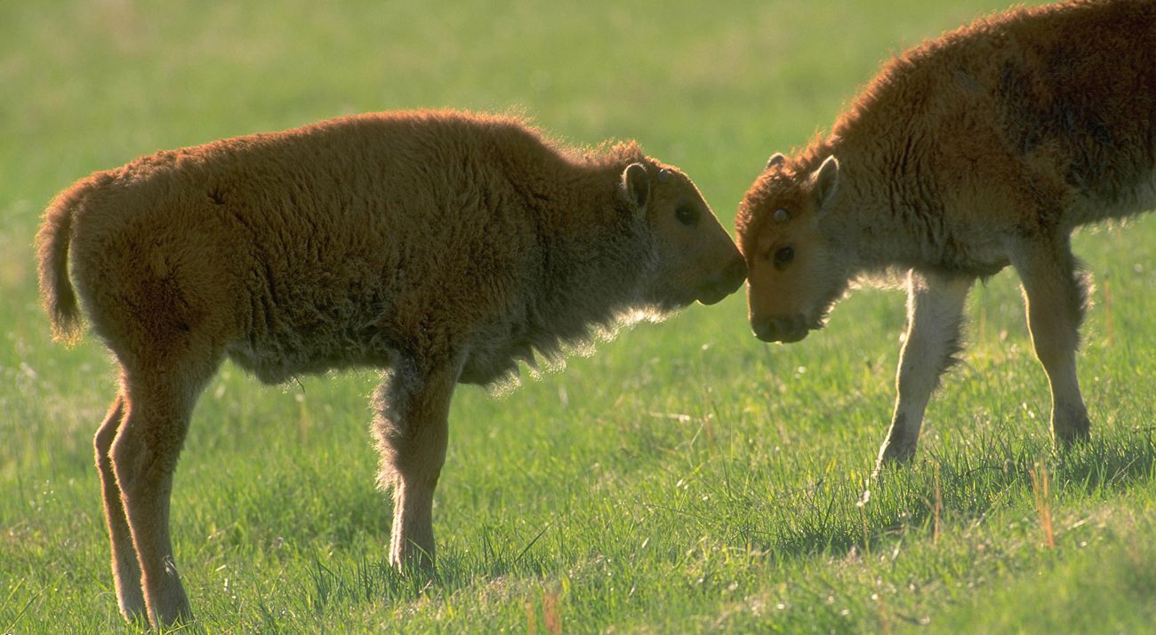 Two bison calves interact with one another on the prairie.
