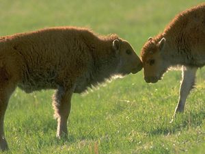Bison calves at Tallgrass Prairie Preserve.