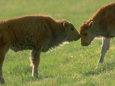 Bison calves at Tallgrass Prairie Preserve