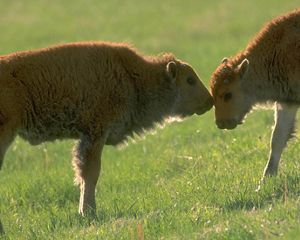 Two bison calves interact on the prairie.