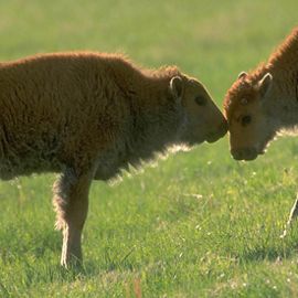 Bison calves at Tallgrass Prairie Preserve.