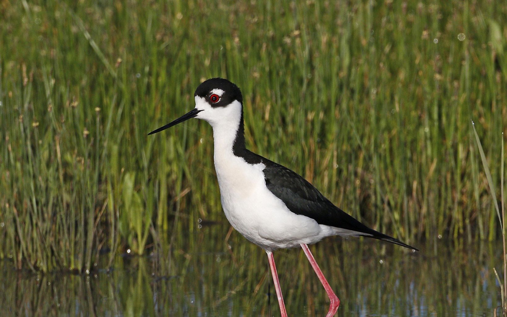 Black and white bird with black bill and bright red legs stands in a grassy marsh.
