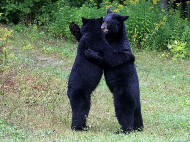 Two black bears are standing up hugging each other.