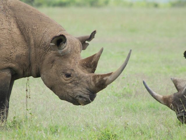 Two rhinos face one another.