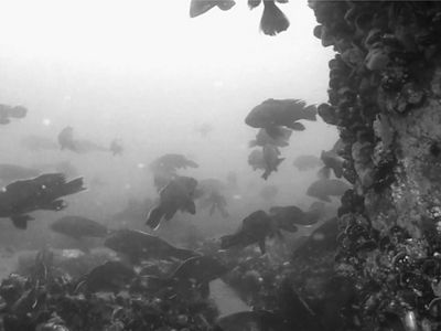 Black sea bass swim near the base of a wind turbine on Block Island.