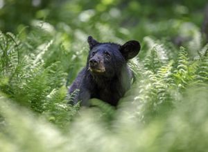 Black bear peaks out from ferns.