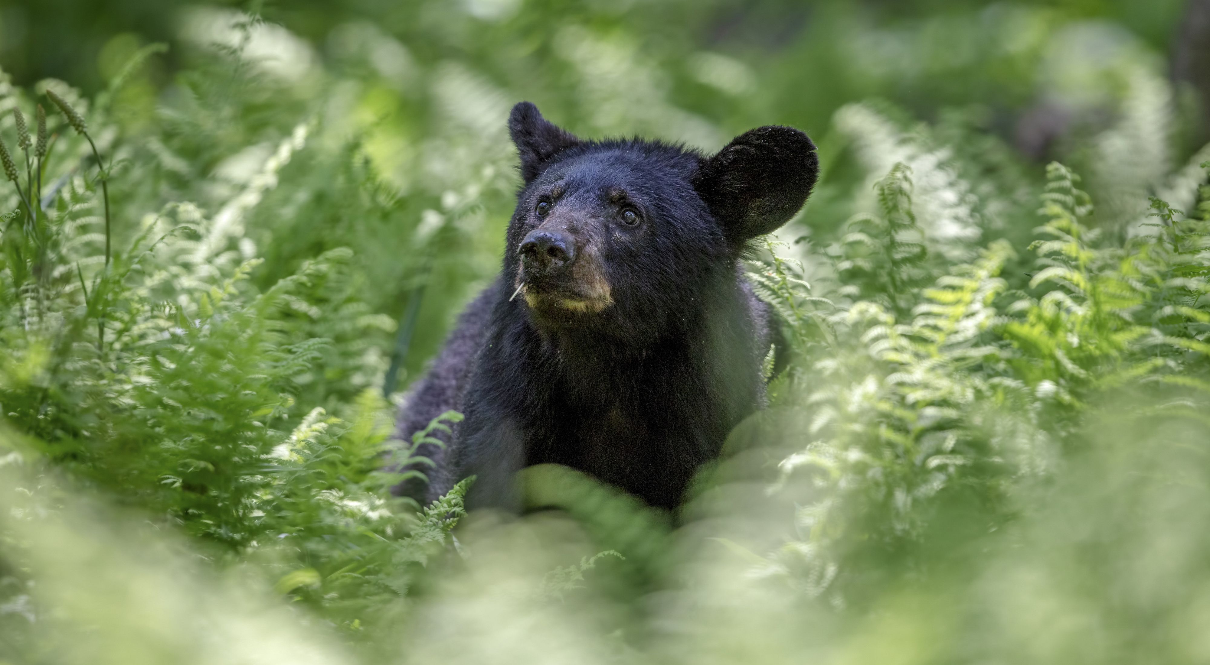 Photo of a black bear yearling among ferns.