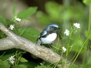 Blue warbler